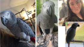 Lost African Grey