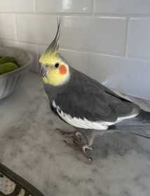 Lost Cockatiel