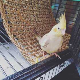 Lost Cockatiel