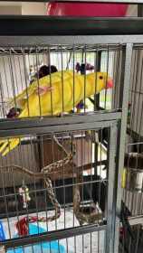 Lost Indian Ringneck Parakeet