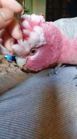 Lost Galah Cockatoo