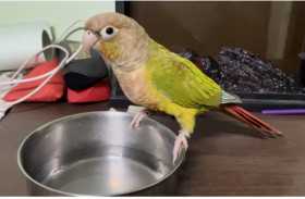 Lost Conure