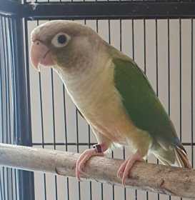 Lost Conure