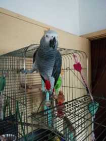 Lost African Grey