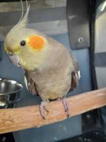 Lost Cockatiel