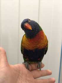 Lost Lory / Lorikeet