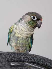 Lost Conure