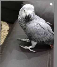 Lost African Grey