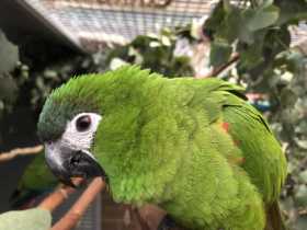 Lost Macaw