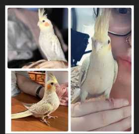 Lost Cockatiel