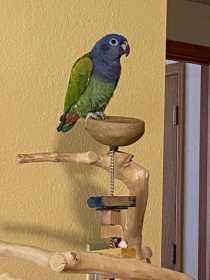 Lost Blue-Headed Pionus