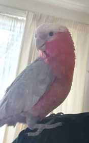 Lost Galah Cockatoo