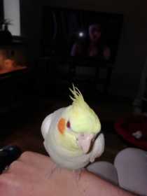 Lost Cockatiel