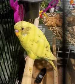 Lost Budgerigar