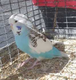 Lost Budgerigar