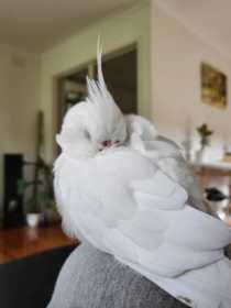 Lost Cockatiel