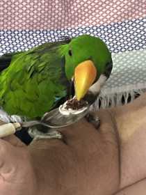 Lost Eclectus