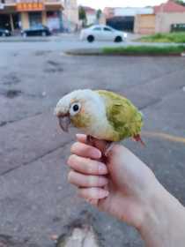 Lost Conure