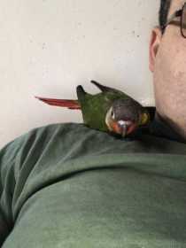 Lost Conure