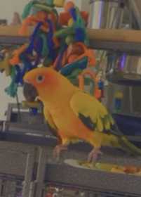 Lost Conure