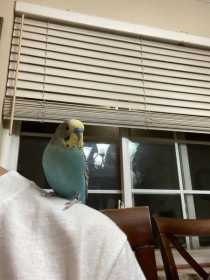 Lost Parakeet