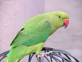 Lost Indian Ringneck Parakeet