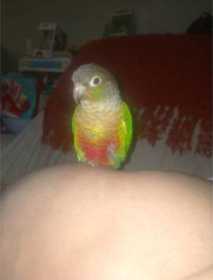 Lost Conure