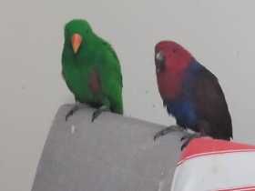 Lost Eclectus