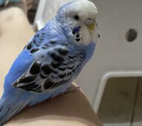 Lost Budgerigar