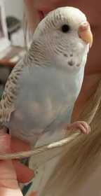 Lost Budgerigar
