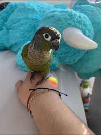 Lost Conure