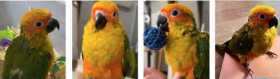 Lost Conure