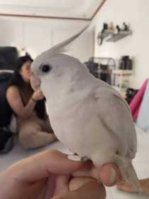 Lost Cockatiel