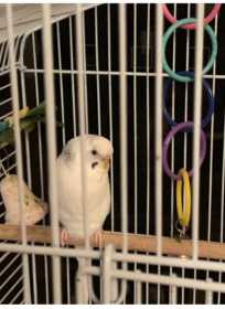 Lost Budgerigar