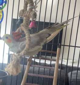 Lost Cockatiel