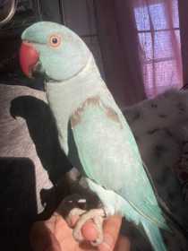 Lost Indian Ringneck Parakeet