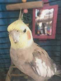 Lost Cockatiel