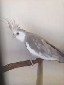 Lost Cockatiel