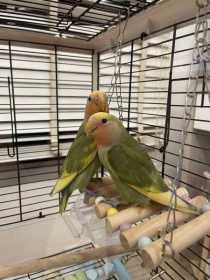 Lost Lovebird