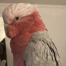 Lost Galah Cockatoo