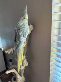 Lost Cockatiel