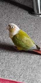 Lost Conure