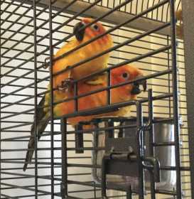 Lost Conure