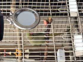 Lost Indian Ringneck Parakeet