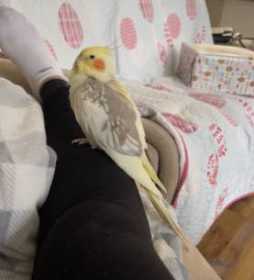 Lost Cockatiel