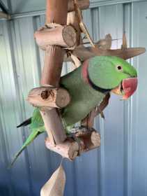 Lost Alexandrine