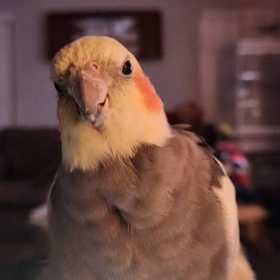 Lost Cockatiel