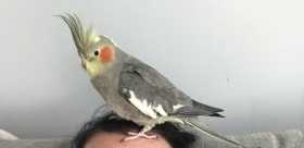 Lost Cockatiel