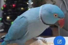 Lost Indian Ringneck Parakeet