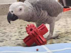 Lost African Grey